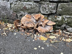 Fungi