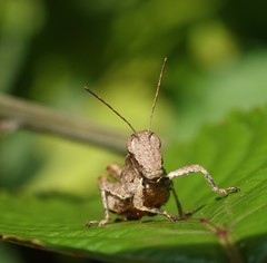 Parepistaurus comoroensis