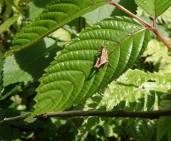Parepistaurus comoroensis