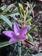 Crowea exalata magnifolia