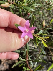 Crowea exalata magnifolia
