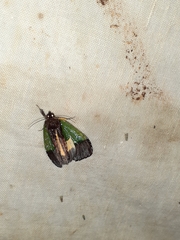 Tuerta chrysochlora