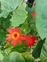 Pseudogynoxys benthamii