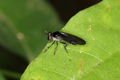 Oidardis