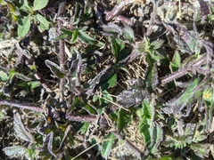Tridax procumbens image