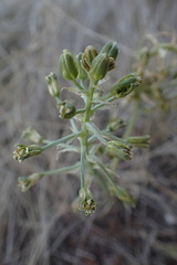Albuca prasina