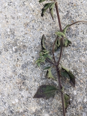 Tridax procumbens image