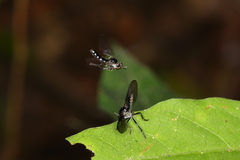 Oidardis