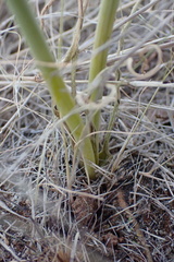 Albuca prasina