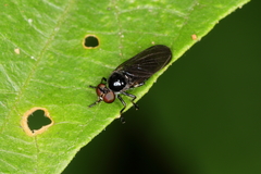 Oidardis