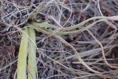 Albuca prasina