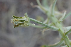 Albuca prasina