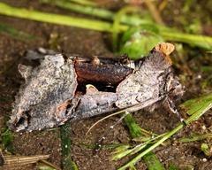 Autographa ampla