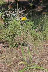 Microseris nutans