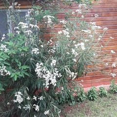 Grazielia serrata