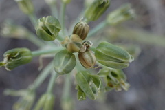 Albuca prasina