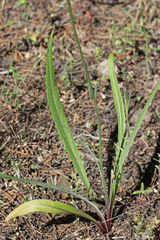 Microseris nutans
