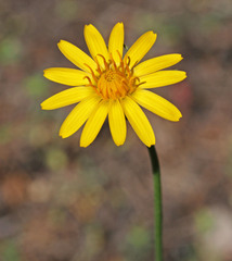 Microseris nutans