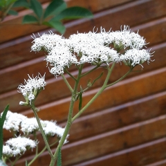 Grazielia serrata