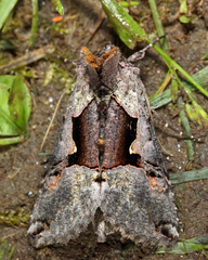 Autographa ampla