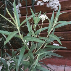 Grazielia serrata