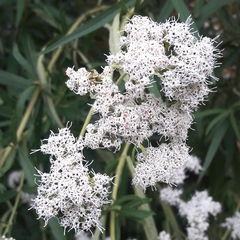 Grazielia serrata