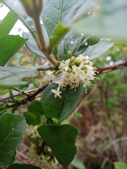 Aegiphila verticillata