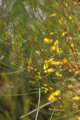 Acacia hopperiana