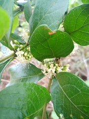 Aegiphila verticillata