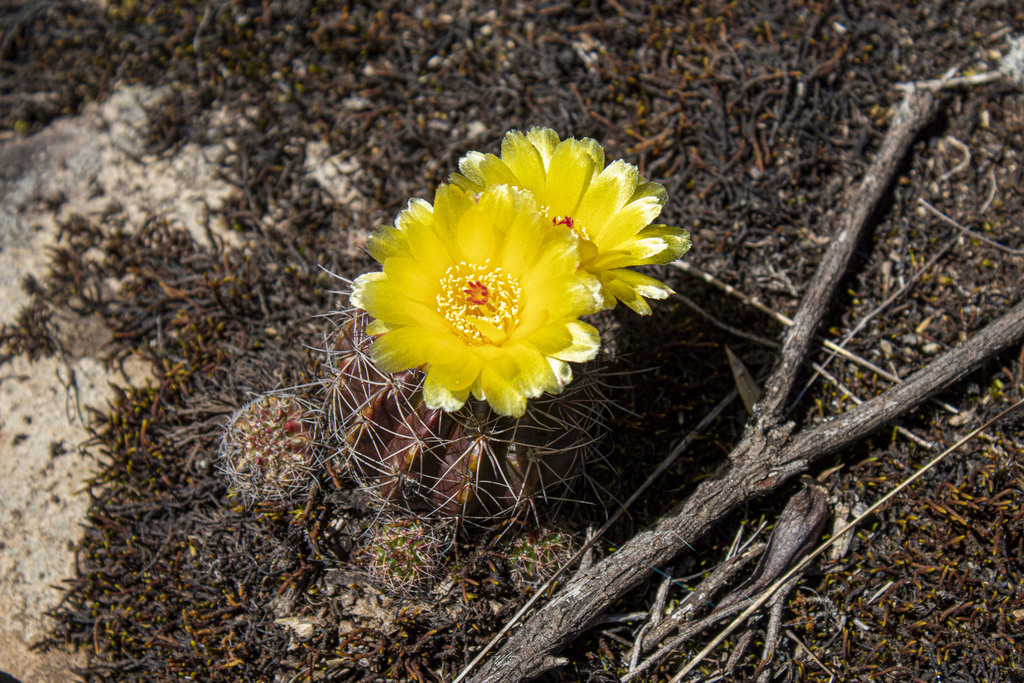 Parodia linkii, Santa Catarina, BR