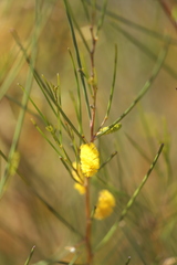 Acacia hopperiana