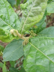 Aegiphila verticillata