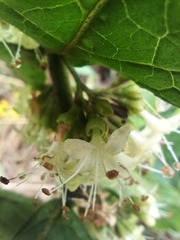 Aegiphila verticillata