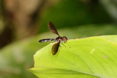 Pelecinobaccha alicia