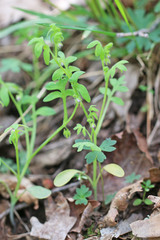 Nemophila breviflora