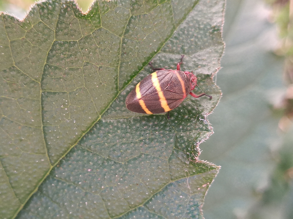 Prosapia simulans