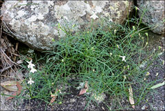 Lithotoma anethifolia