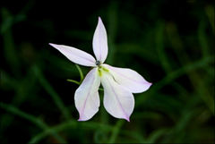 Lithotoma anethifolia