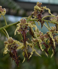 Dendrobium spectabile