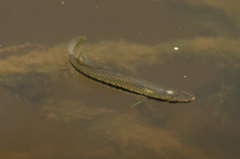 Fundulus olivaceus
