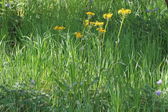 Senecio integerrimus exaltatus