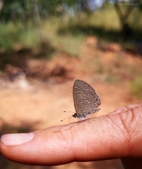 Pseudonacaduba sichela sichela