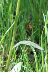 Senecio integerrimus exaltatus