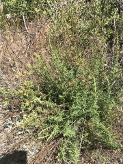 Deinandra minthornii