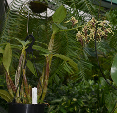 Dendrobium spectabile