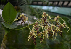 Dendrobium spectabile