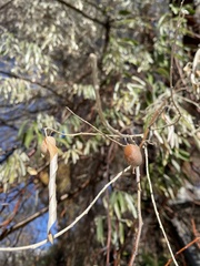 Elaeagnus angustifolia