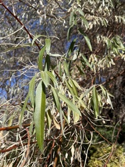 Elaeagnus angustifolia