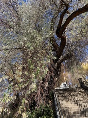 Elaeagnus angustifolia