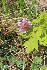 Trifolium kingii